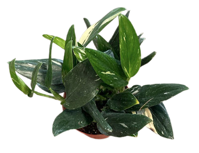 Standleyana Variegated Albo